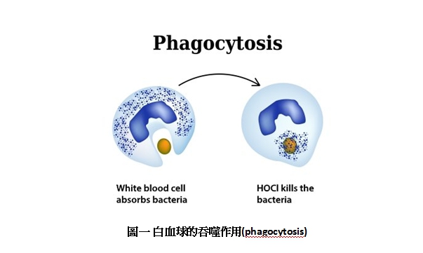 次氯酸水